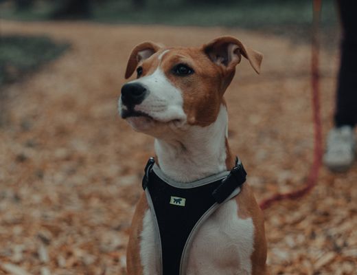 Dog wearing a harness outdoors