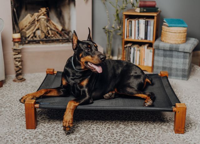 CloudDen Orthopedic Bed