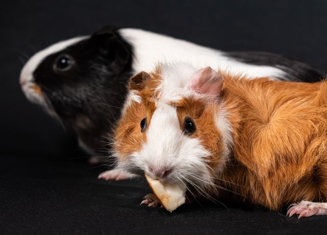 CozyBurrow Guinea Pig Habitat