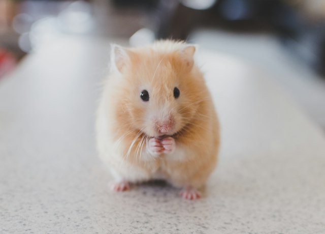 NibbleNest Hamster Wheel