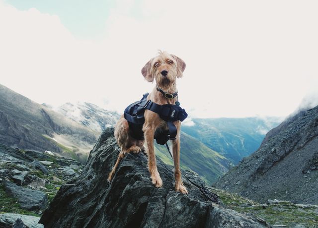 TrailPaw No-Pull Harness