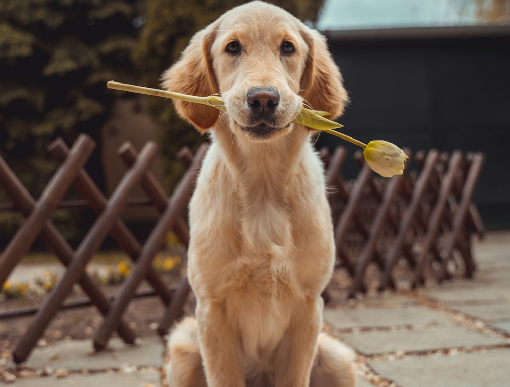 Happy dog with a toy outdoors