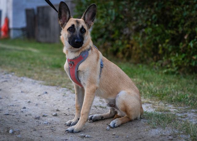 FetchFlex Long Leash